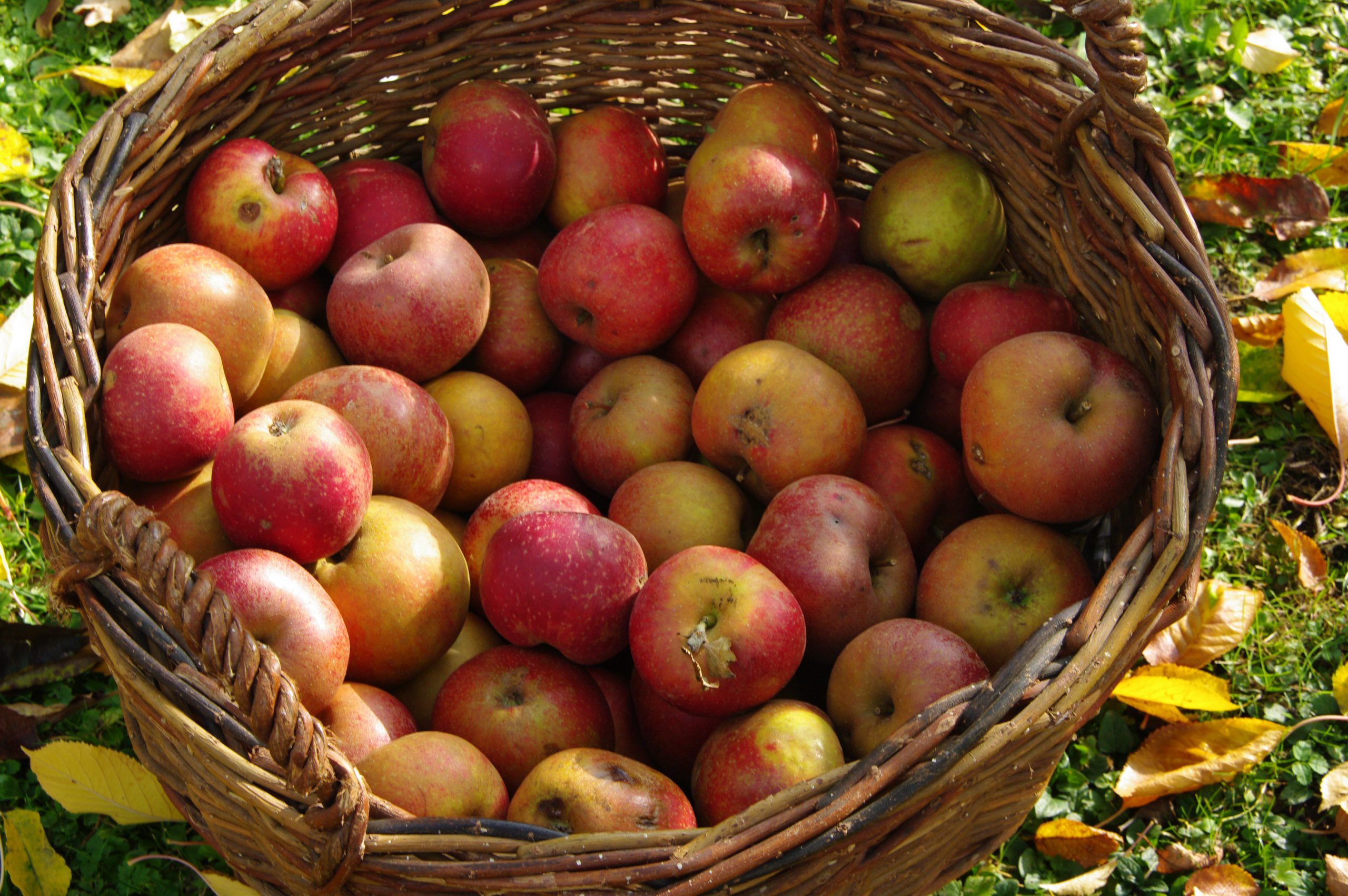 U Pick Apple Farms in Southeast WI