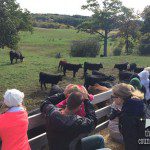 We got to feed the cows at Schuett Farms • The Lake Country Mom