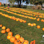 Rows of pumpkins at Schuett Farms • The Lake Country Mom