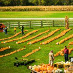 Rows of pumpkins at Schuett Farms