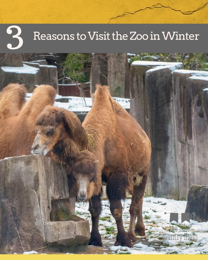 3 Reasons to Visit the Zoo in Winter